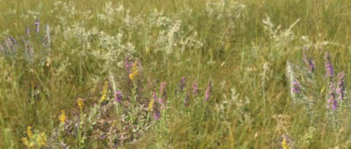 buy-purchase-prairie-grass-sod-online