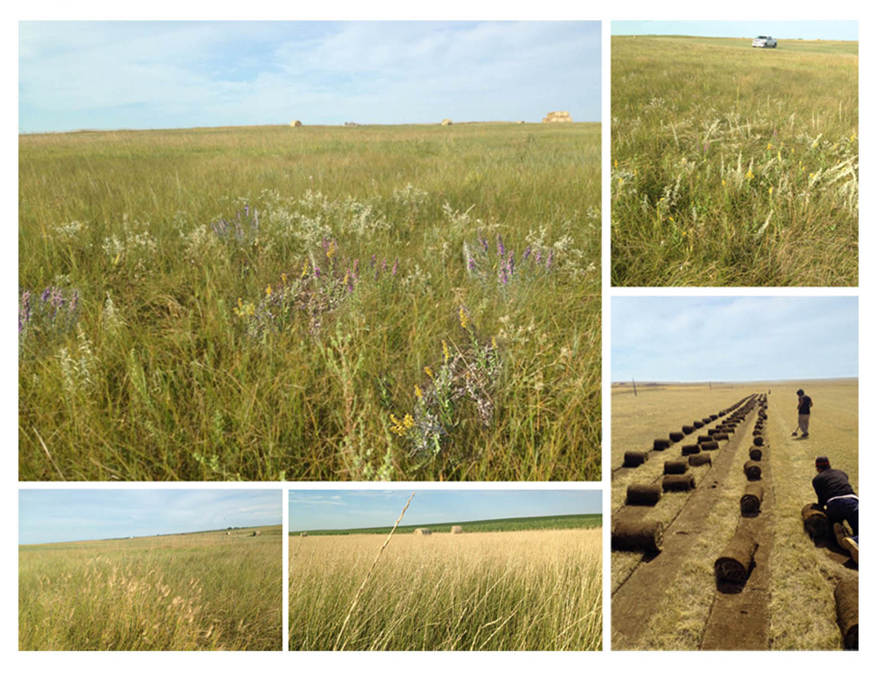 prairie-grass-sod-united-states